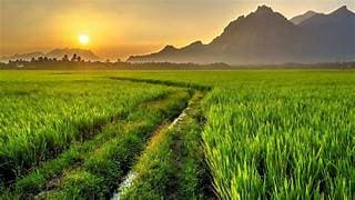 Natural Farming